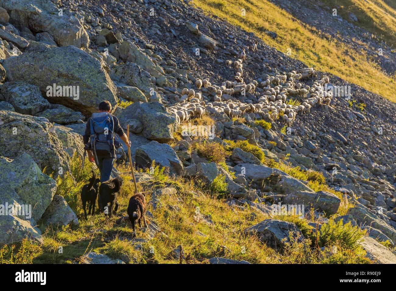 Francia, Savoie, La Léchère, massiccio del Lauziere, Fernand il pastore e il suo gregge Foto Stock