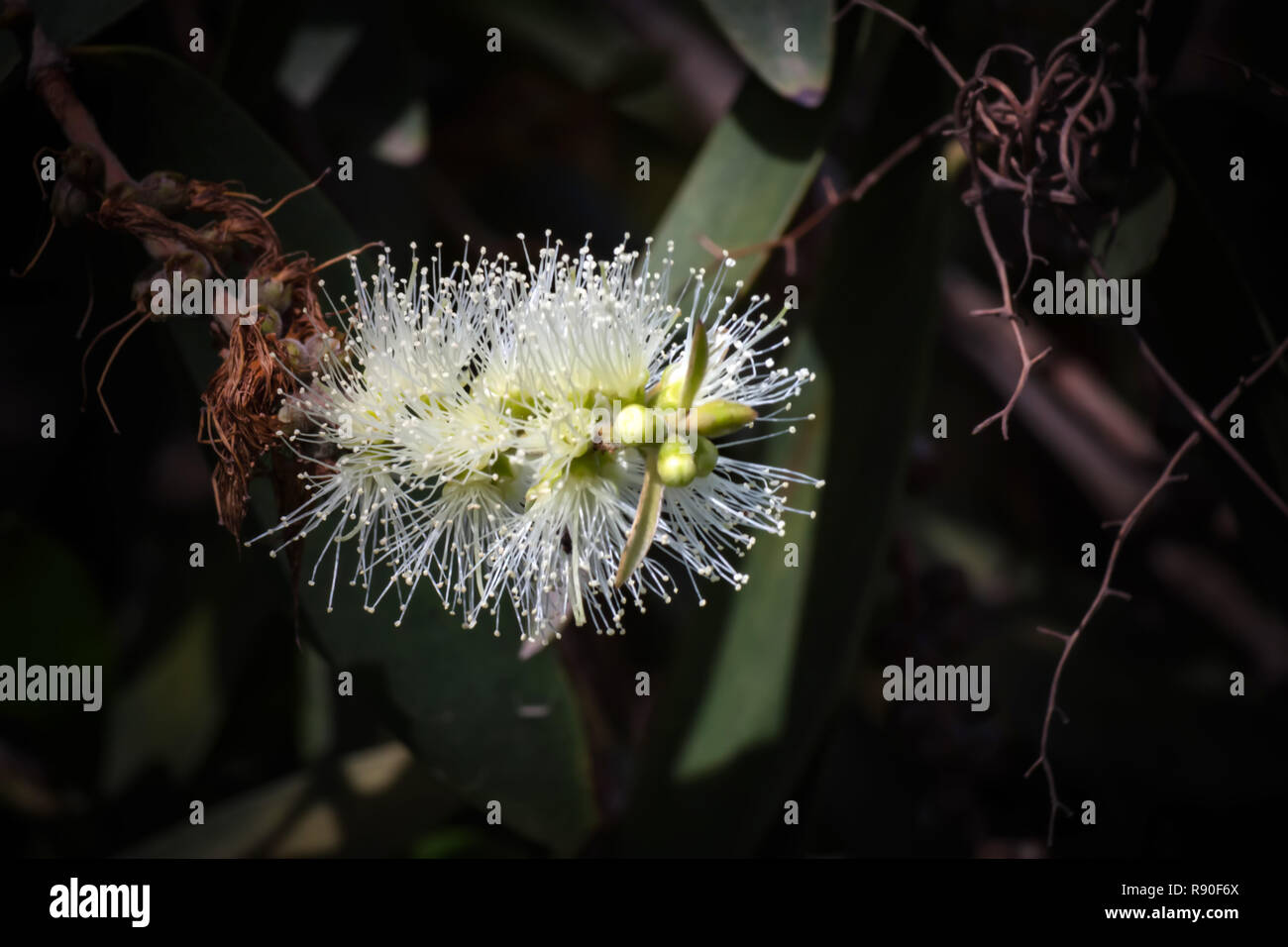 Close up di Melaleuca leucadendra fiore su sfondo nero Foto Stock