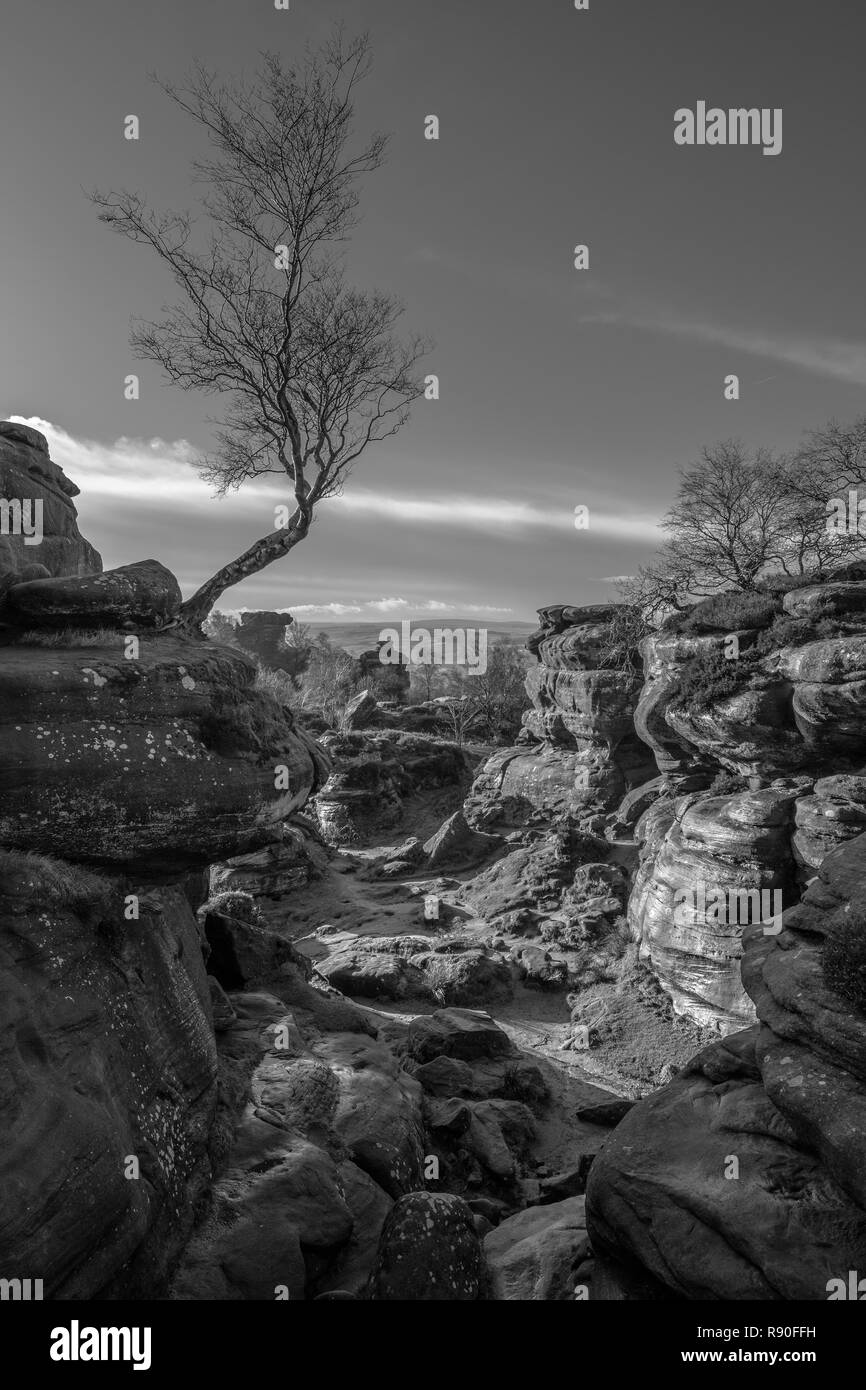 Betulla a Brimham Rocks. Formazione di roccia. Canyon. Dandstone rocce. Alberi e rocce. Yorkshire Dales. In bianco e nero Foto Stock