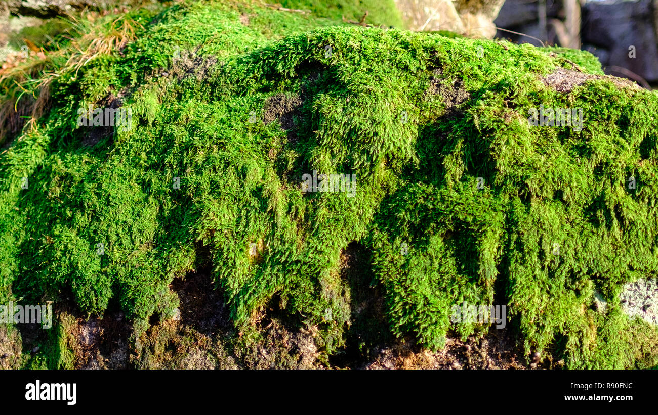 Moss dettagli su una roccia. Verdent e verde. Moss Close-up Foto Stock
