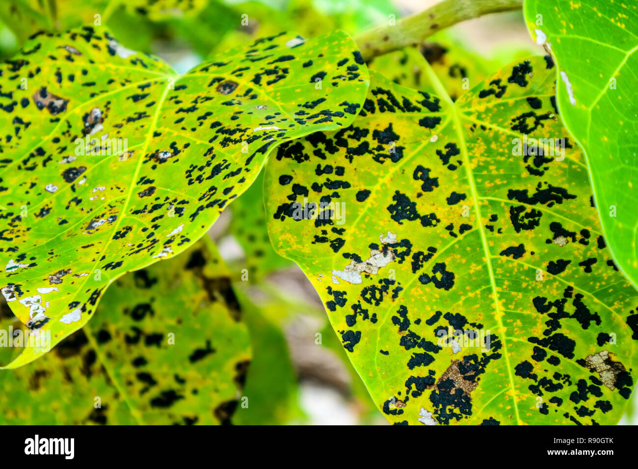Avvizzimento di foglia con centro grigio e marrone con bordo si verificano in gran numero in vivaio o su piante giovani nel campo Foto Stock