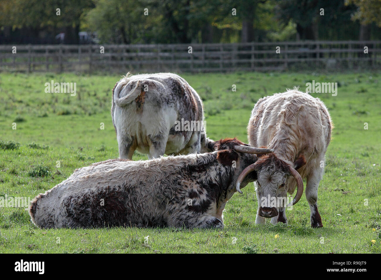 Purosangue inglese Longhorn bovini, visto qui in un campo di Oxfordshire in Inghilterra. Foto Stock