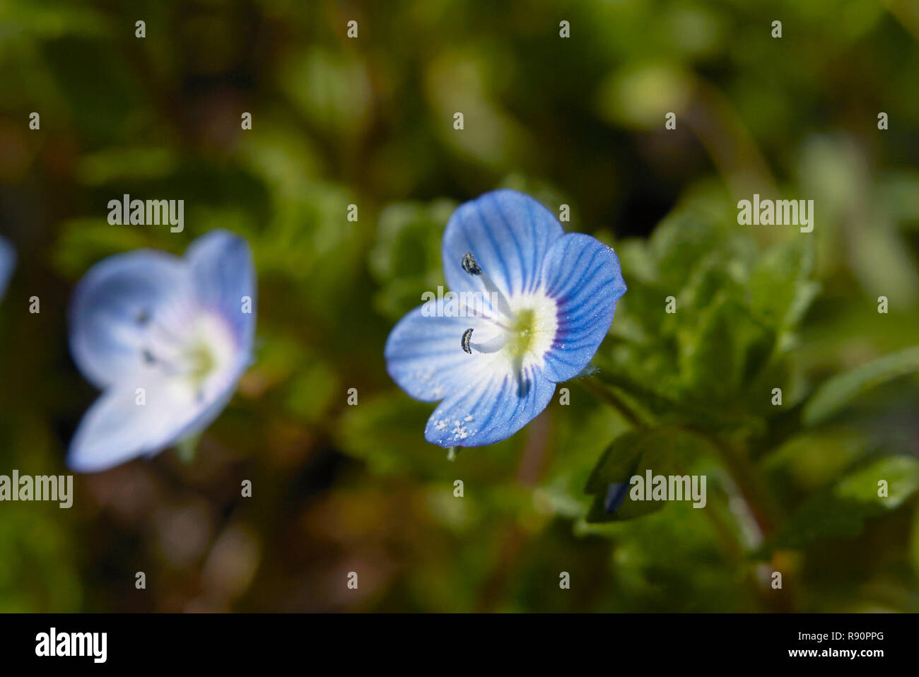 Veronica persica fiori blu Foto Stock