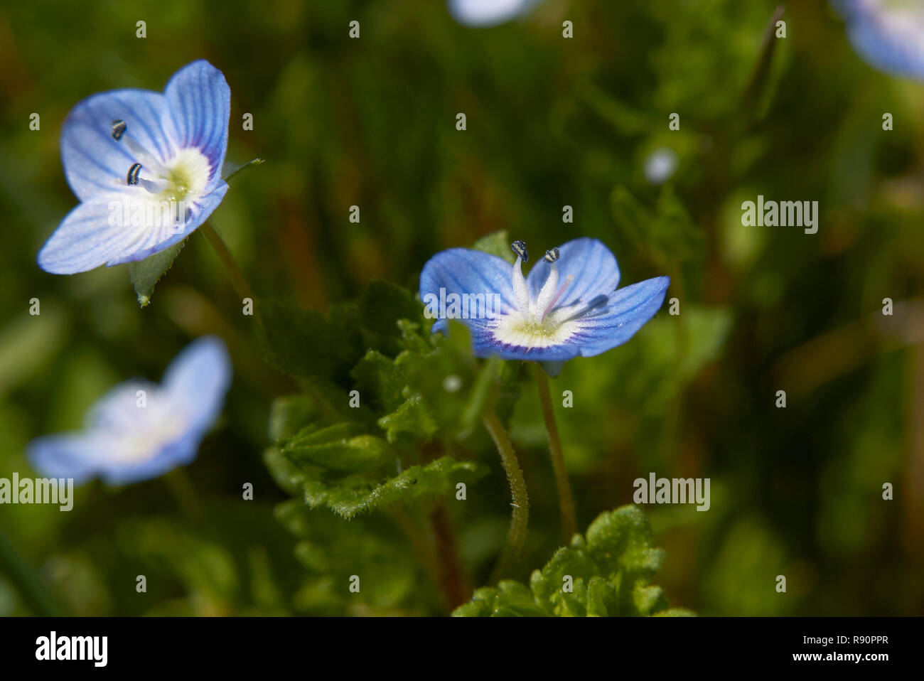 Veronica persica fiori blu Foto Stock