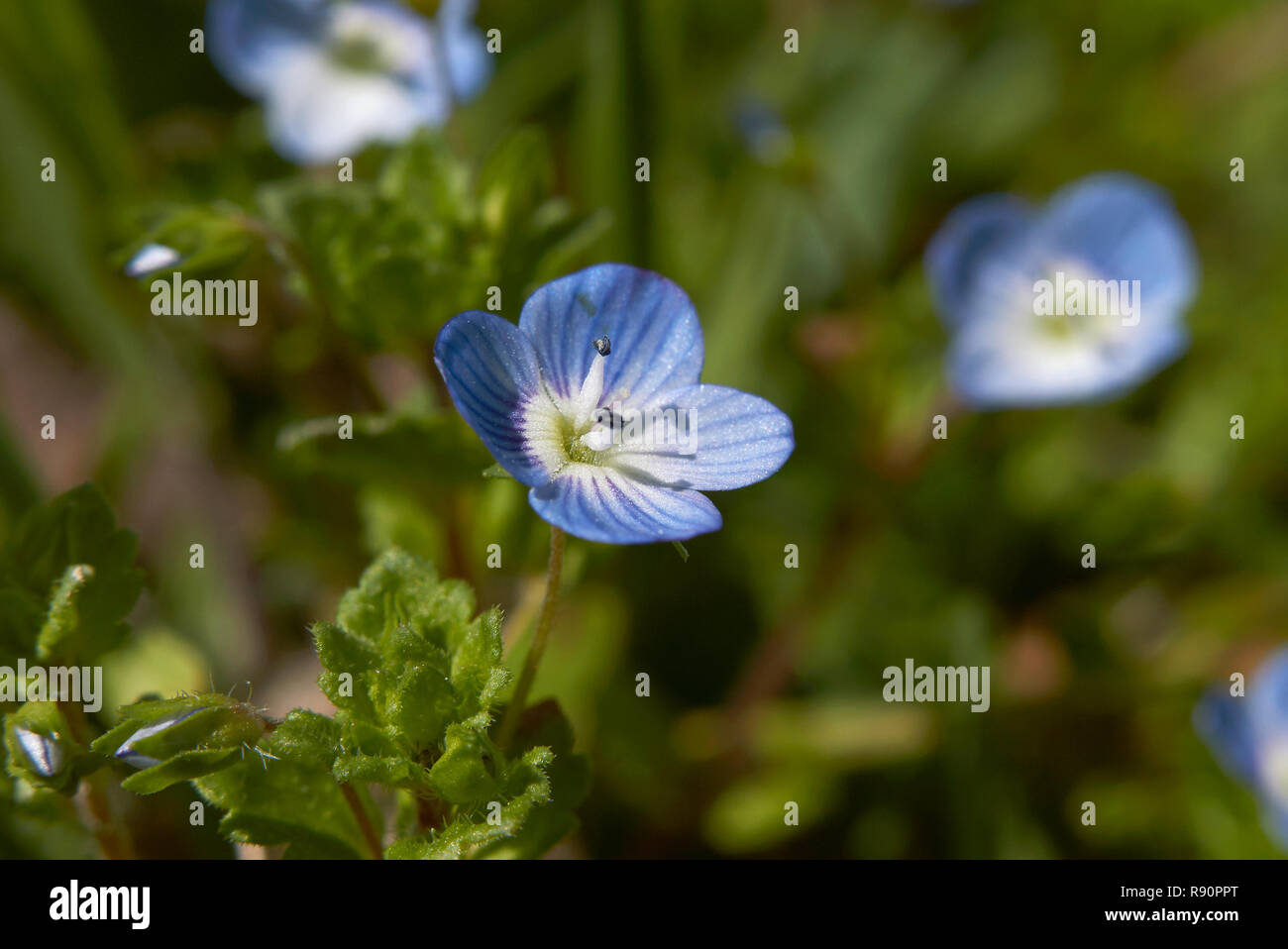 Veronica persica fiori blu Foto Stock