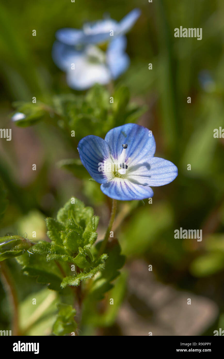 Veronica persica fiori blu Foto Stock