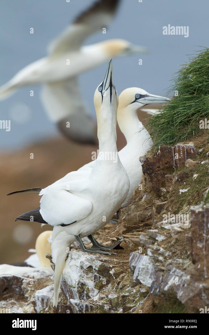 Atlantic Gannet facendo sky display di puntamento a battuta sulla scogliera nido sito, Highland Scozia Scotland Foto Stock