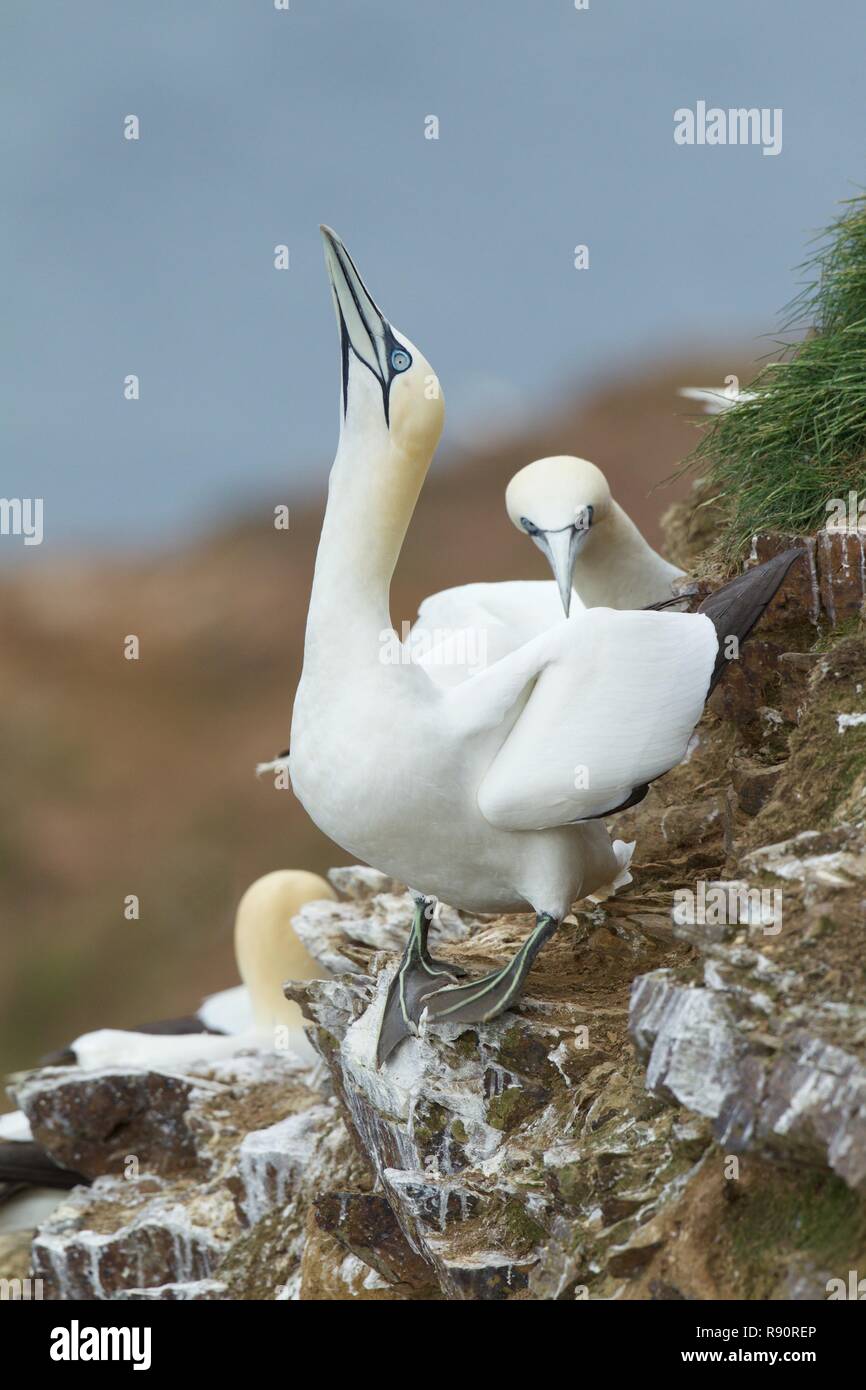 Atlantic Gannet facendo sky display di puntamento a battuta sulla scogliera nido sito, Highland Scozia Scotland Foto Stock