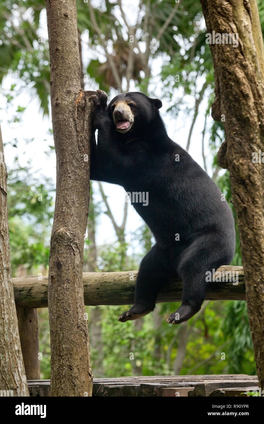 Funny orso grizzly seduto su un albero nella foresta Foto Stock