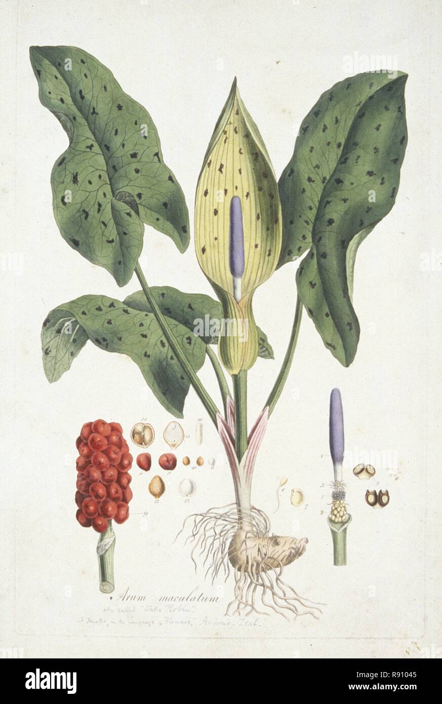 Arum Maculatum (Wild Arum), c1800-1810. Creatore: sconosciuto. Foto Stock