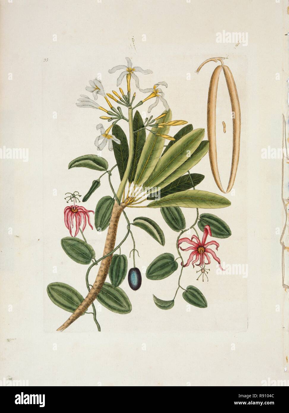 Plumeria obtusa L. (Singapore Frangipani), c1700-1740. Creatore: Mark Catesby. Foto Stock