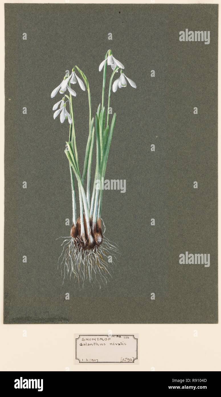 Galanthus nivalis L. (Snowdrop), c1903 -1915. Creatore: Harold Drinkwater. Foto Stock