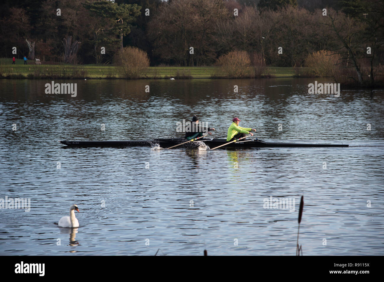 Due uomini di canottaggio scull una barca sul Trentham Gardens Lago in Inghilterra Staffordshire REGNO UNITO Foto Stock