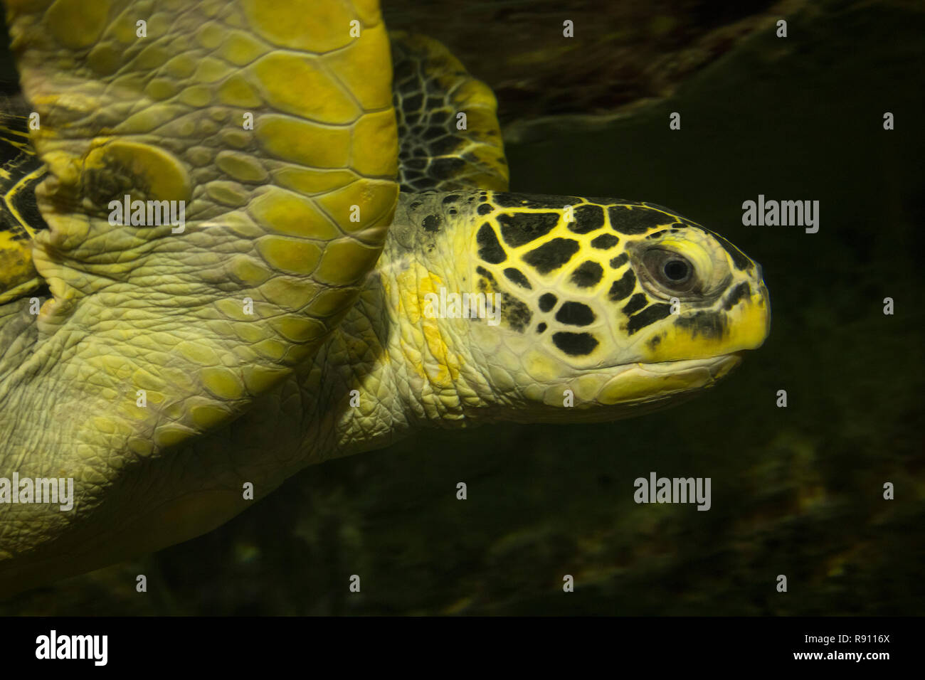 In prossimità della testa di un verde di nuoto subacqueo tartaruga Foto Stock