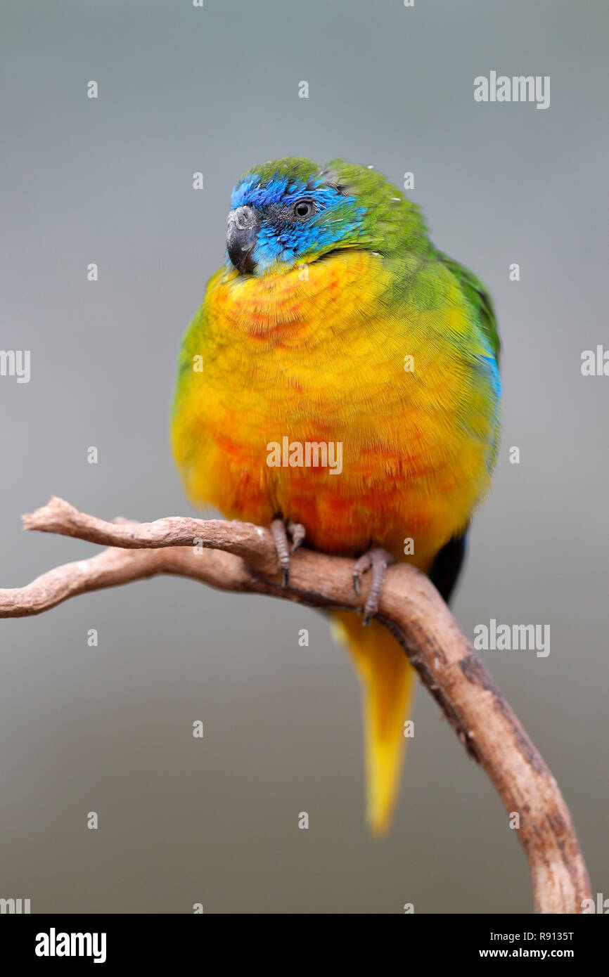 Rosso-rumped parrot (Psephotus haematonotus), captive, Germania Foto Stock