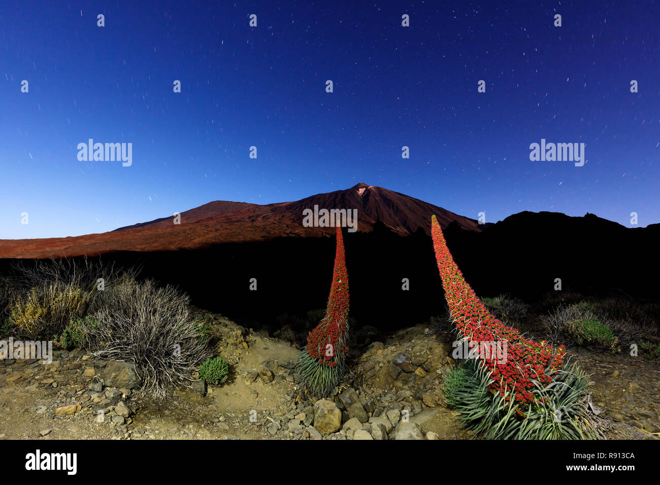 Tenerife bugloss (chium wildpretii) con il vulcano Pico del Teide, Nationalpark del Teide Las Canadas, Isole Canarie, Tenerife, Spagna. Foto Stock