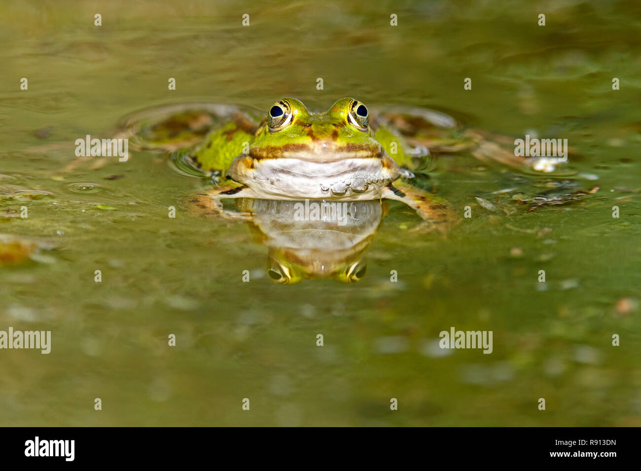 Acqua comune (rana Rana kl. esculenta) nuotare in un laghetto, la fauna selvatica, Germania Foto Stock