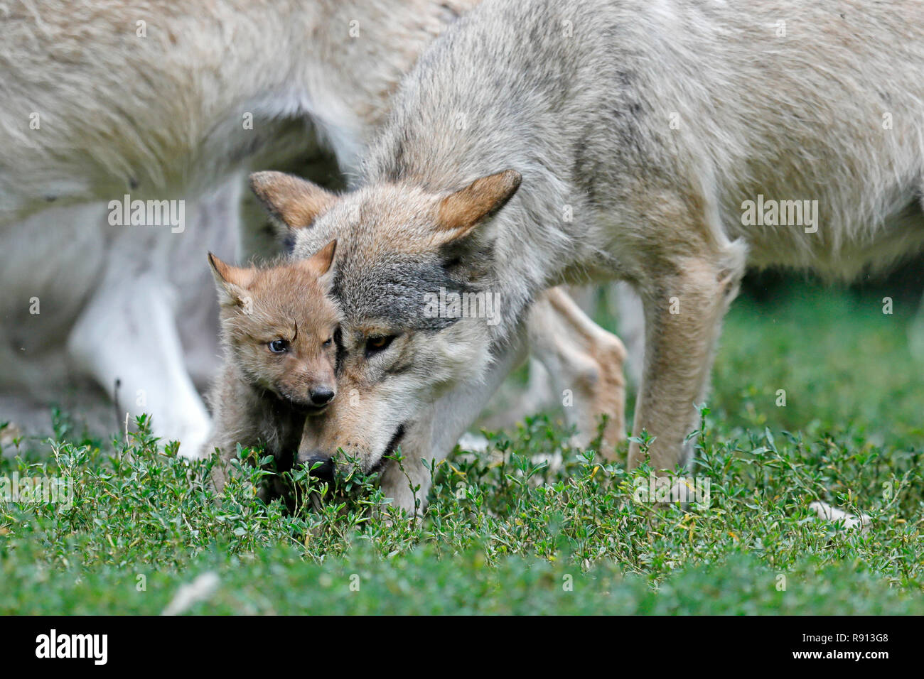 Legni orientali lupo (Canis lupus lycaon) con un cucciolo, captive Foto Stock