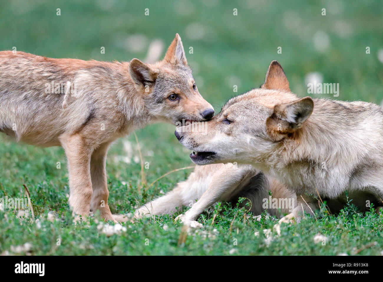 Legname, lupo (Canis lupus lycaon), cucciolo, captive Foto Stock