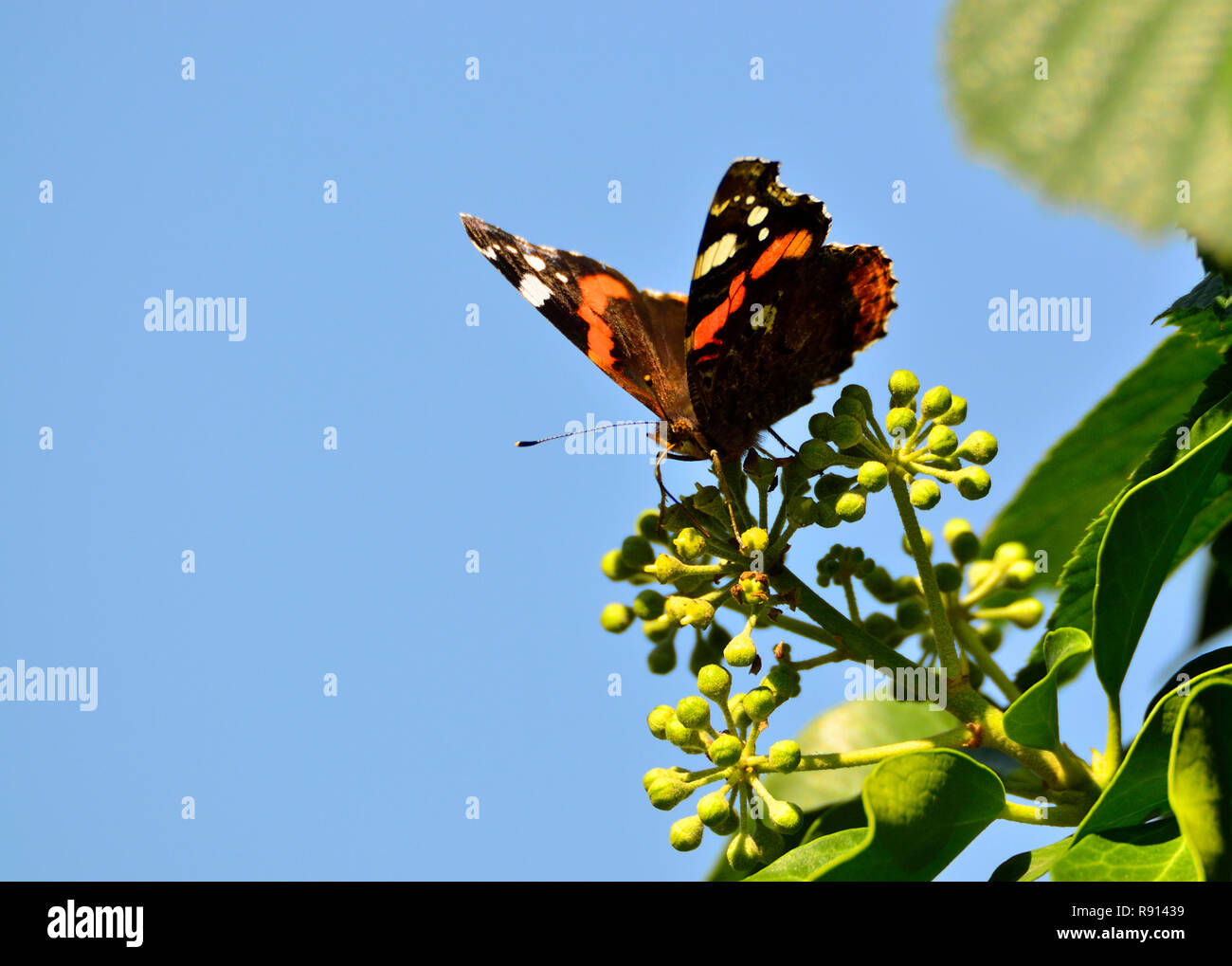 Red admiral buttterfly (Vanessa Atalanta) alimentazione su ivy Foto Stock