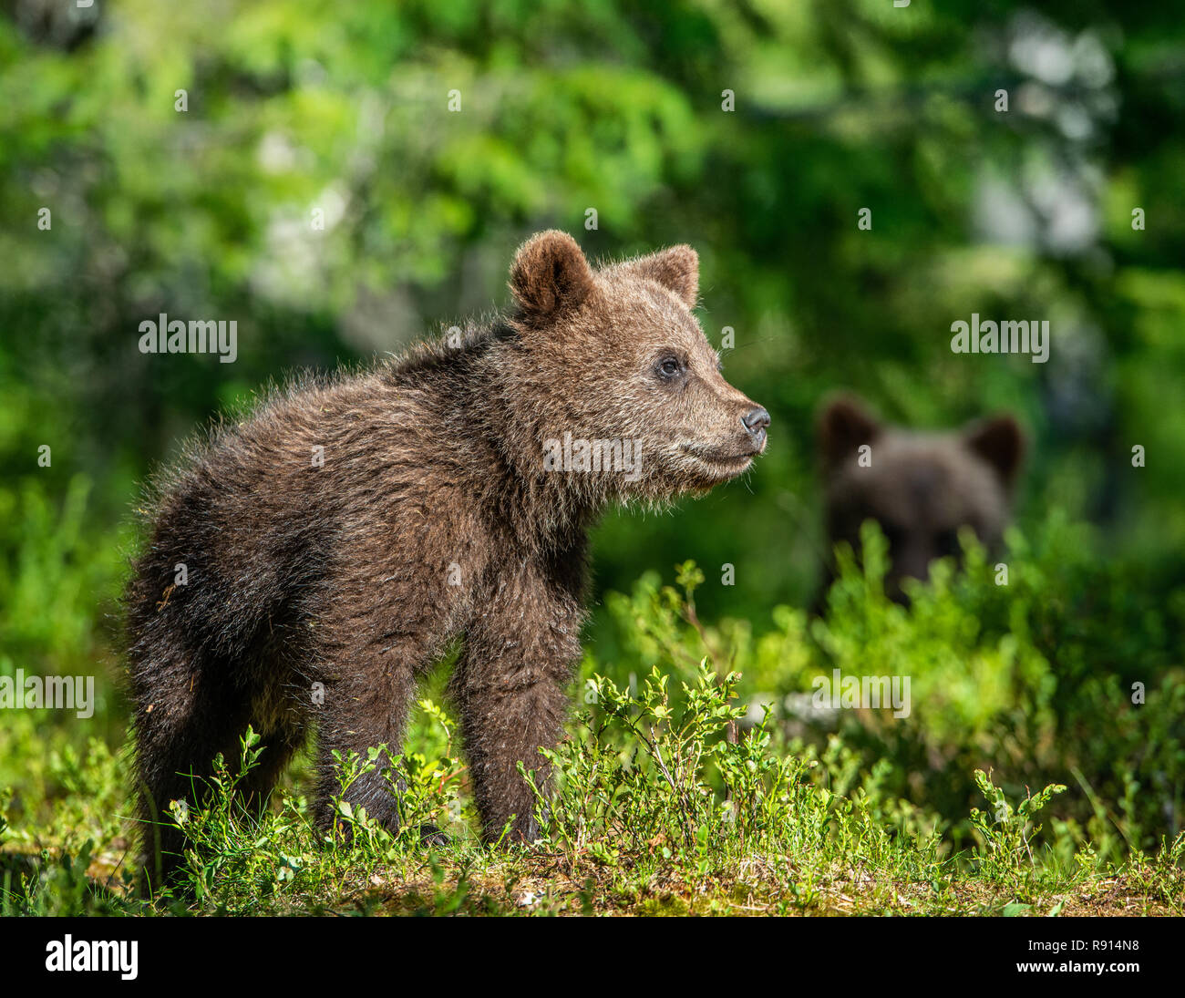 Brown Bear Cub in estate foresta. Nome scientifico: Ursus arctos. Verde naturale dello sfondo. Habitat naturale. Stagione estiva Foto Stock