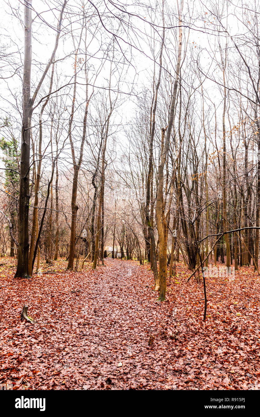 Alberi sfrondato su un campo coperto con caduto foglie di colore rossastro, Inghilterra, Regno Unito. Foto Stock