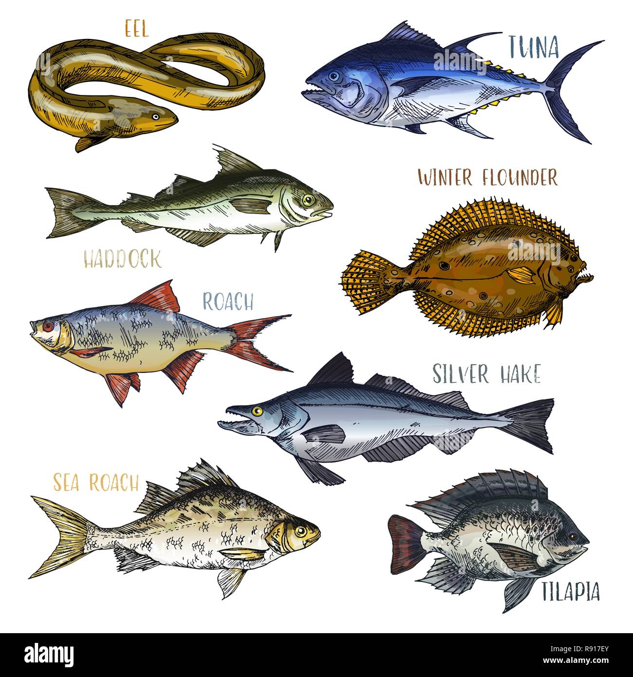 Trofeo cartelli di mare e pesci di fiume Illustrazione Vettoriale Trofeo cartelli di mare e pesci di fiume Illustrazione Vettoriale