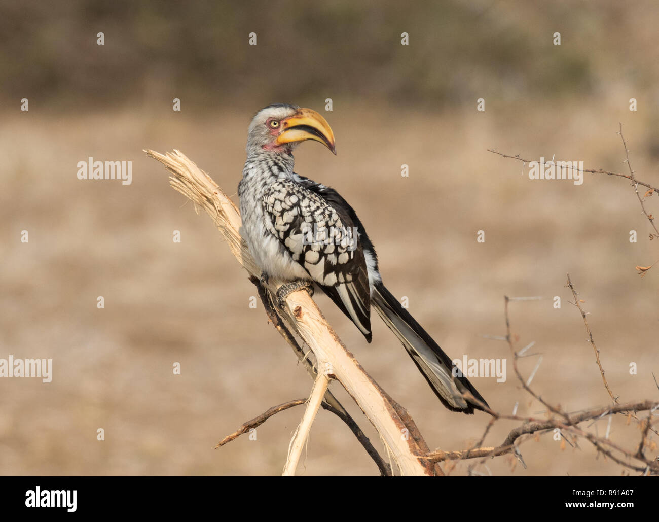 Southern Yellow-fatturati Hornbill (Tockus leucomelas) Foto Stock