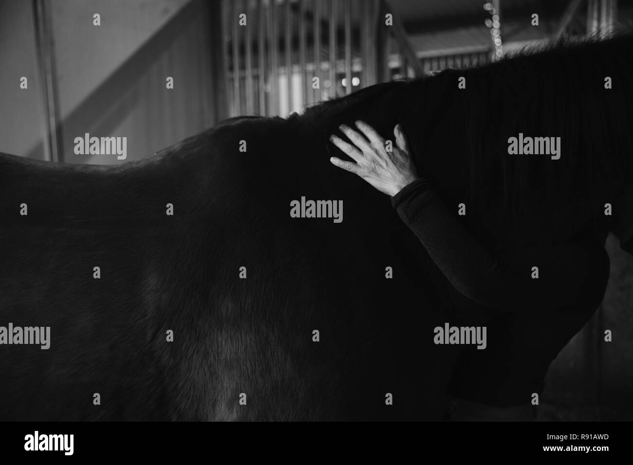 Immagine ritagliata della donna toccando cavallo Foto Stock