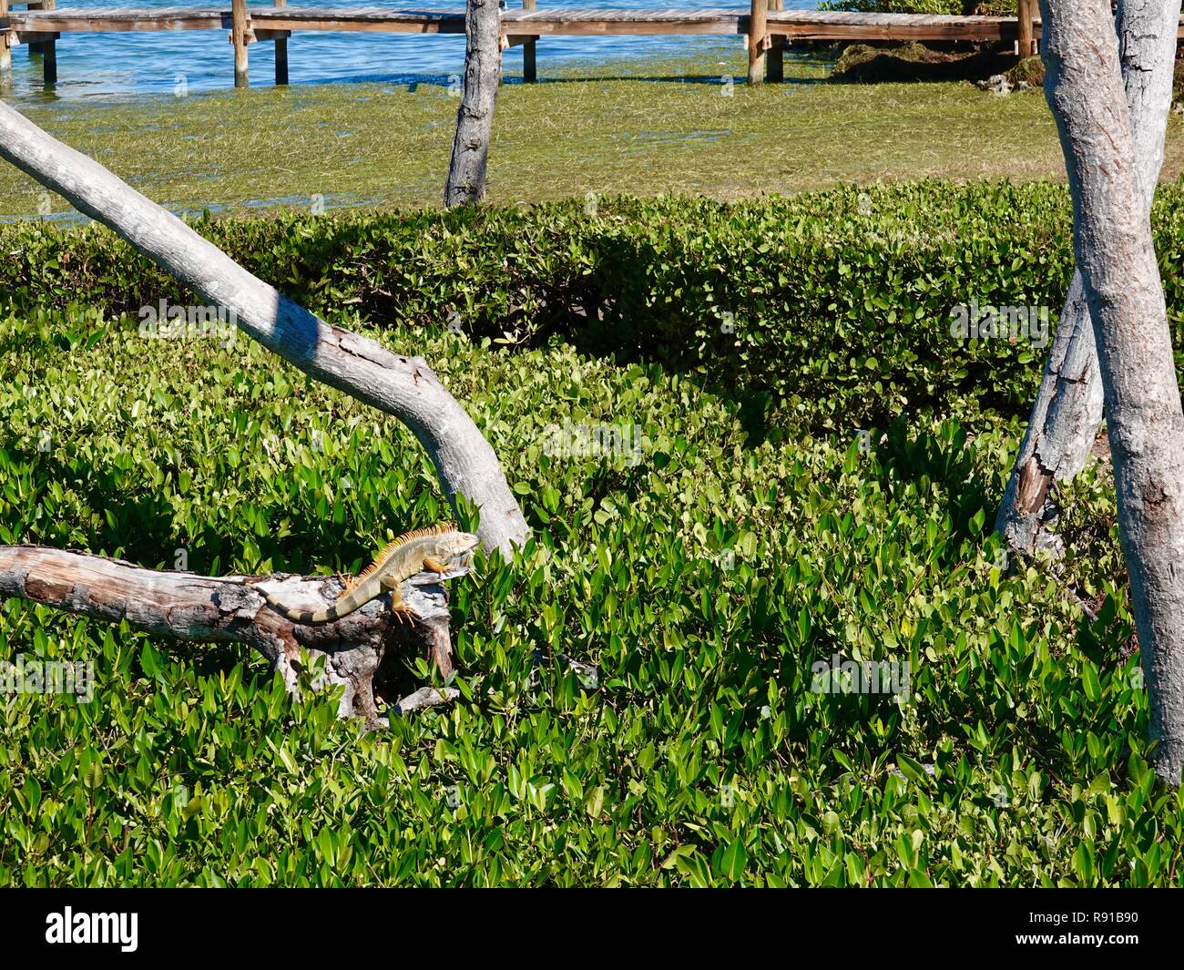 Verde (iguana Iguana iguana), una specie invasive che ha il superamento della Florida Keys, crogiolarsi al sole sulla chiave di maratona, Florida, Stati Uniti d'America. Foto Stock