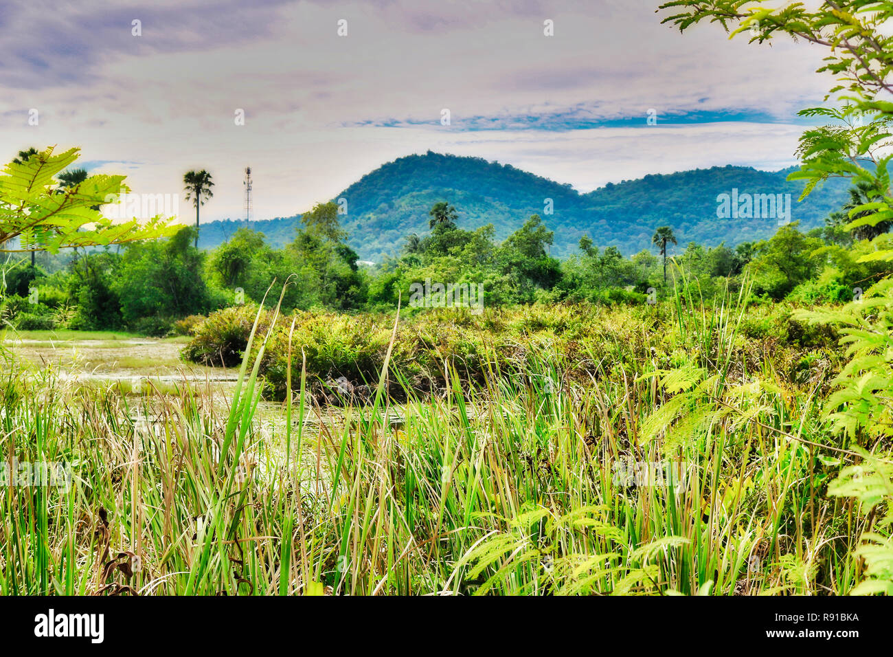 Questa unica foto mostra un lago naturale in Thailandia del unica natura tropicale. La foto è stata scattata in Hua Hin in Thailandia Foto Stock