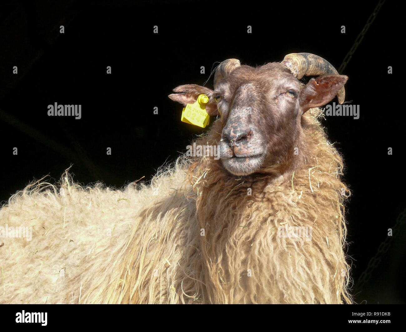 Drent Heath Ram, buck, tup, con il vecchio corna e orecchio giallo tag nella parte anteriore di uno sfondo nero. Drents heideschaap. Foto Stock