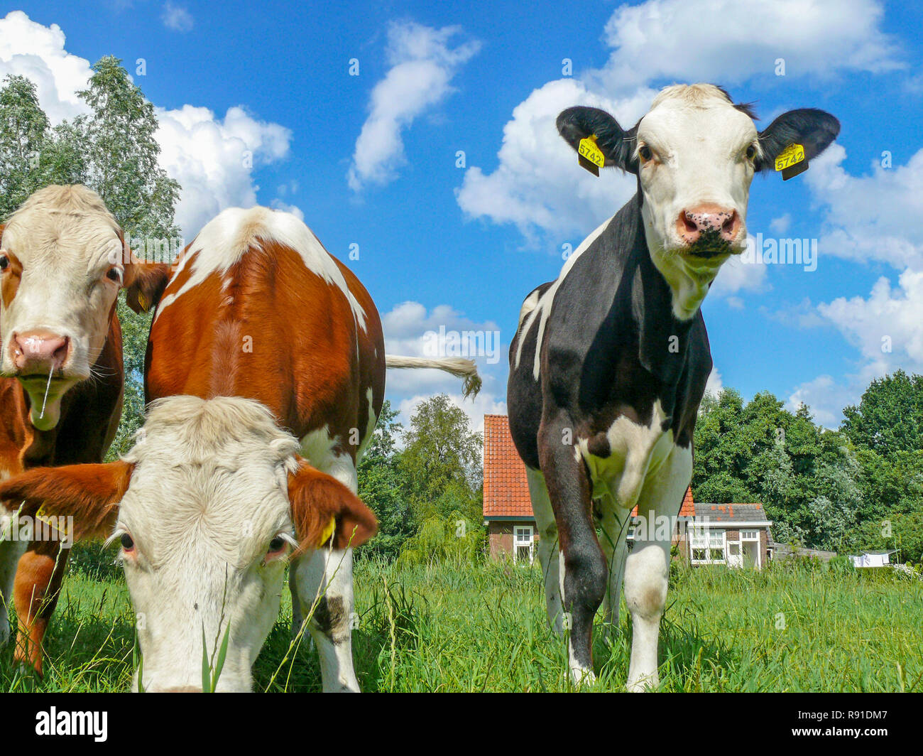Bella timido di vitello, croste in un prato di erba verde e blu cielo nuvoloso di campagna nei Paesi Bassi. Foto Stock