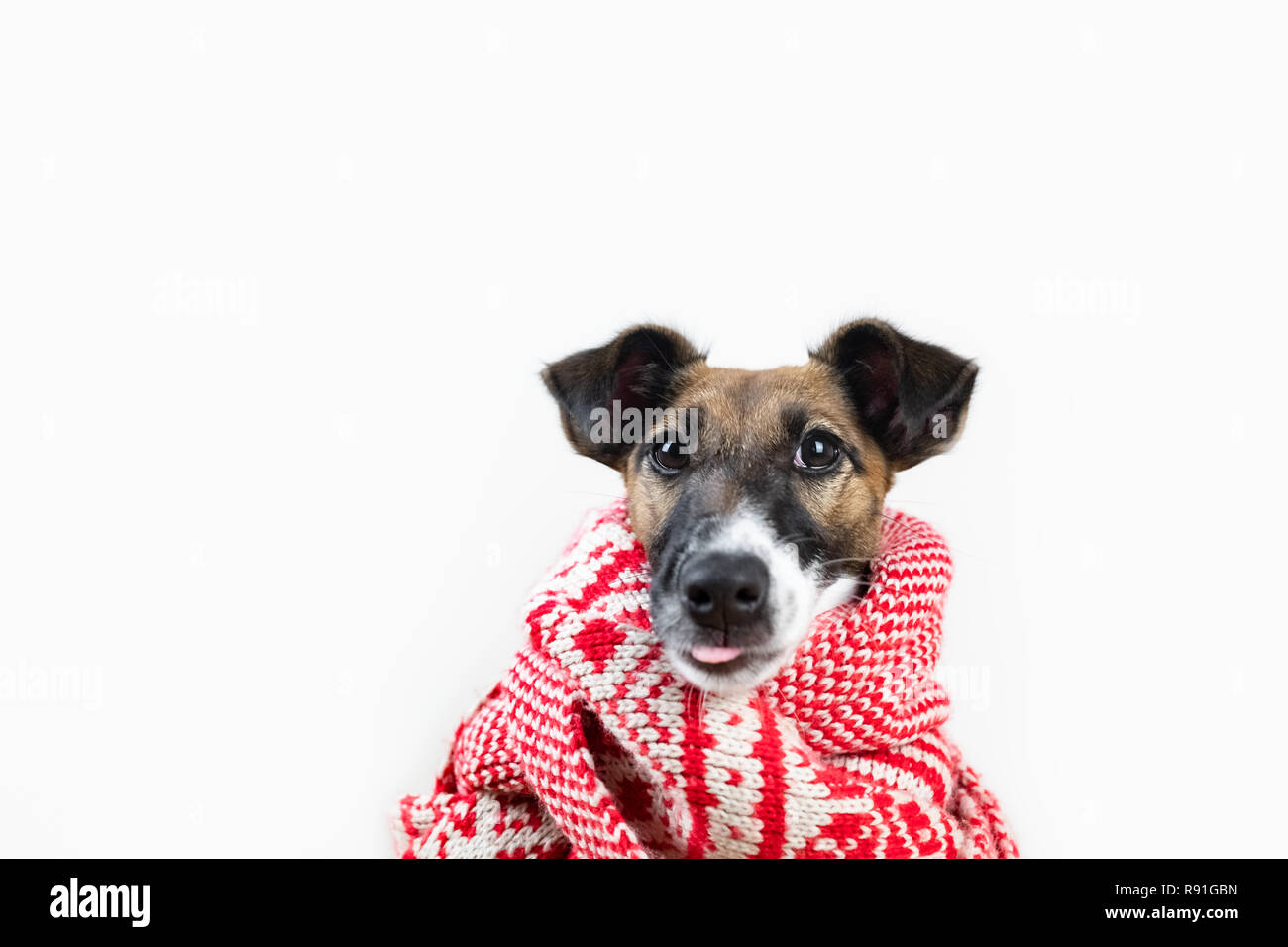 Carino piccolo cucciolo in inverno sciarpa divertente con linguetta sporgente. Ritratto di giovane fox terrier cane in abbigliamento invernale a sfondo per studio Foto Stock