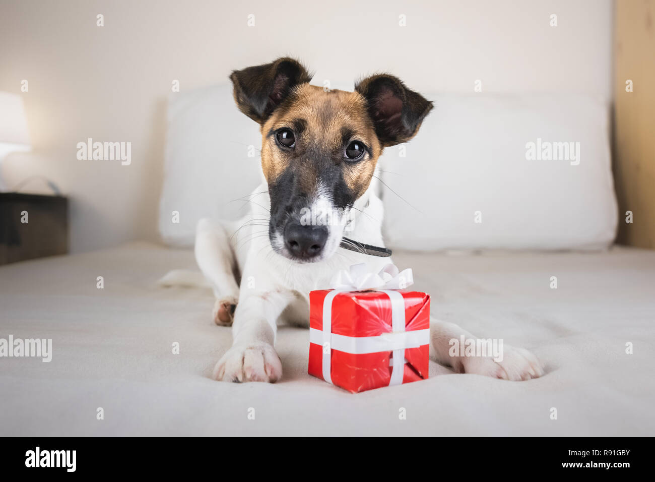 Carino piccolo fox terrier cucciolo sul letto con piccola confezione regalo. Giovane cane si trova con la presente alla sua zampata in camera da letto Foto Stock