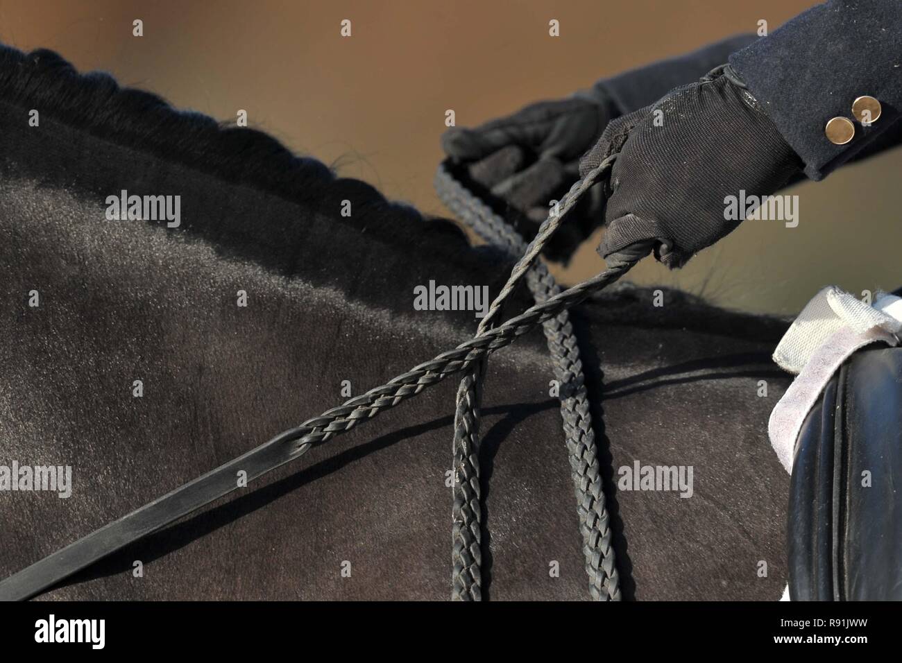 Cavallo nero. redini mane nero guanti di equitazione. Horse abstracts. 08/12/2018. Foto Stock