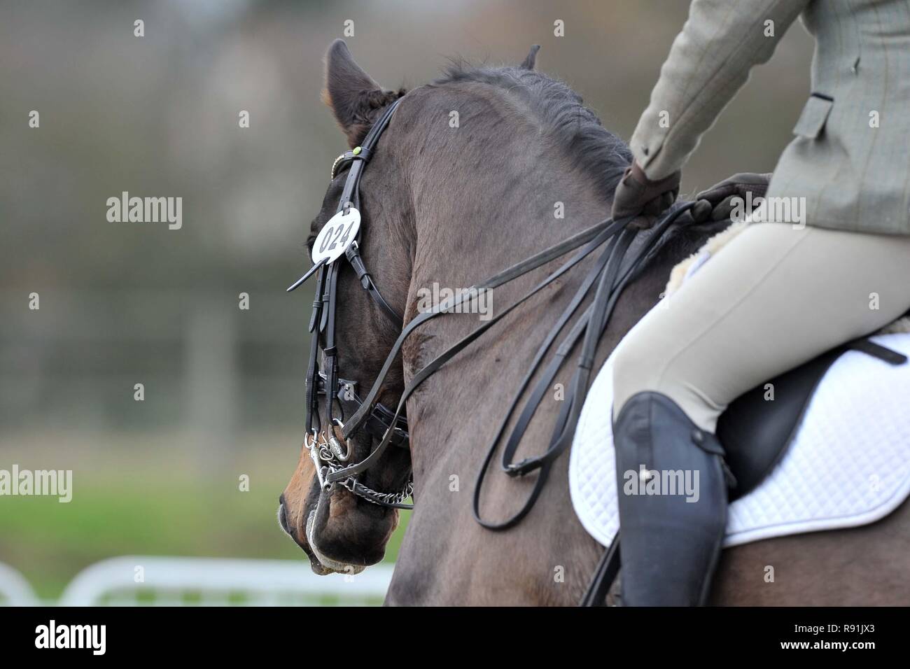 Castagno scuro cavallo dressage. briglia numeri 24. dressage. Horse abstracts. 08/12/2018. Foto Stock