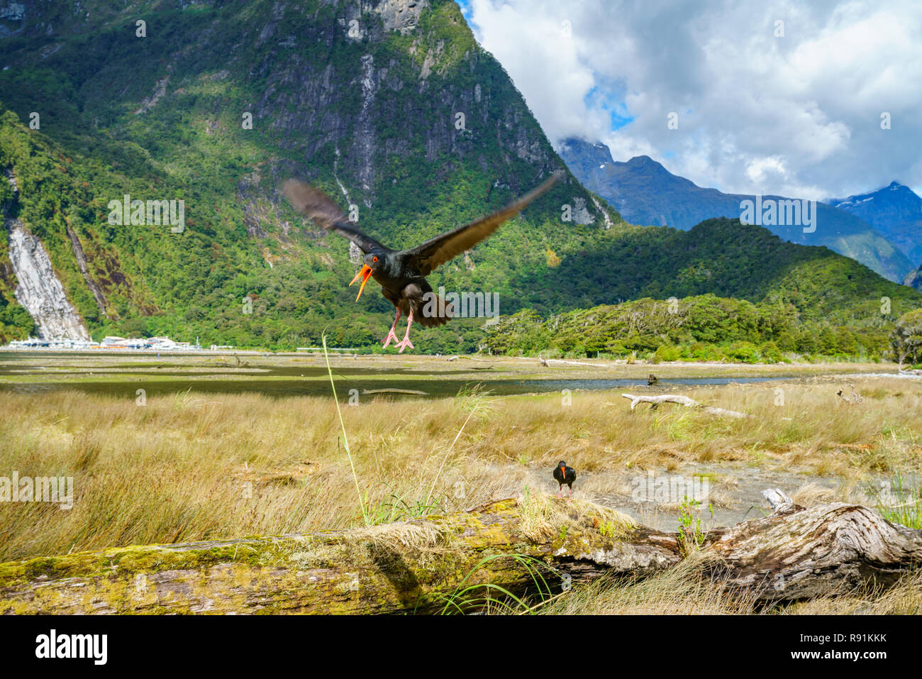 Attaccare oystercatcher a Milford Sound, southland, Nuova Zelanda Foto Stock