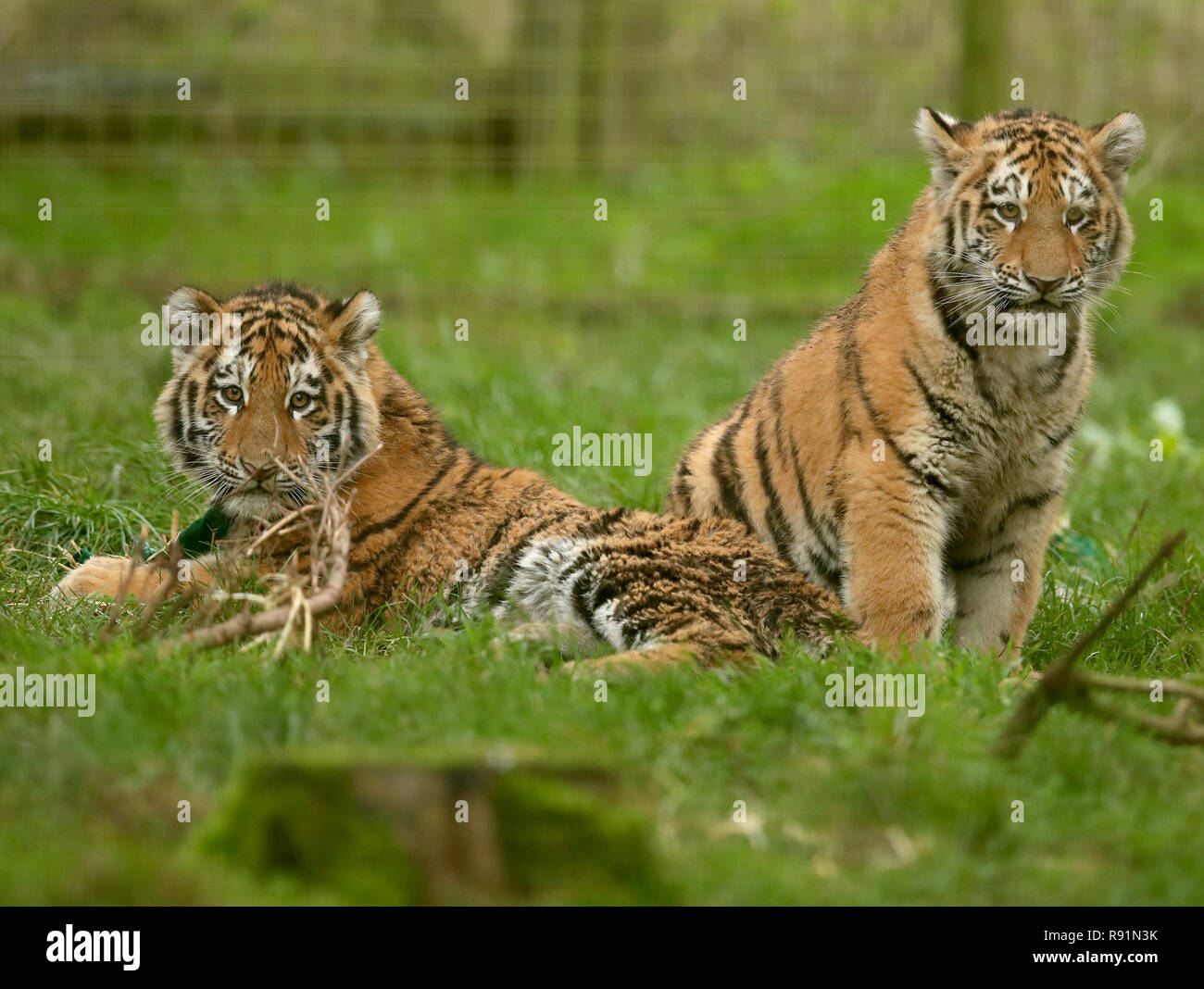 Sei mesi di Amur cuccioli di tigre nel loro recinto a ZSL Whipsnade Zoo nel Bedfordshire. La tigre di Amur, precedentemente noto come la tigre siberiana. Foto Stock