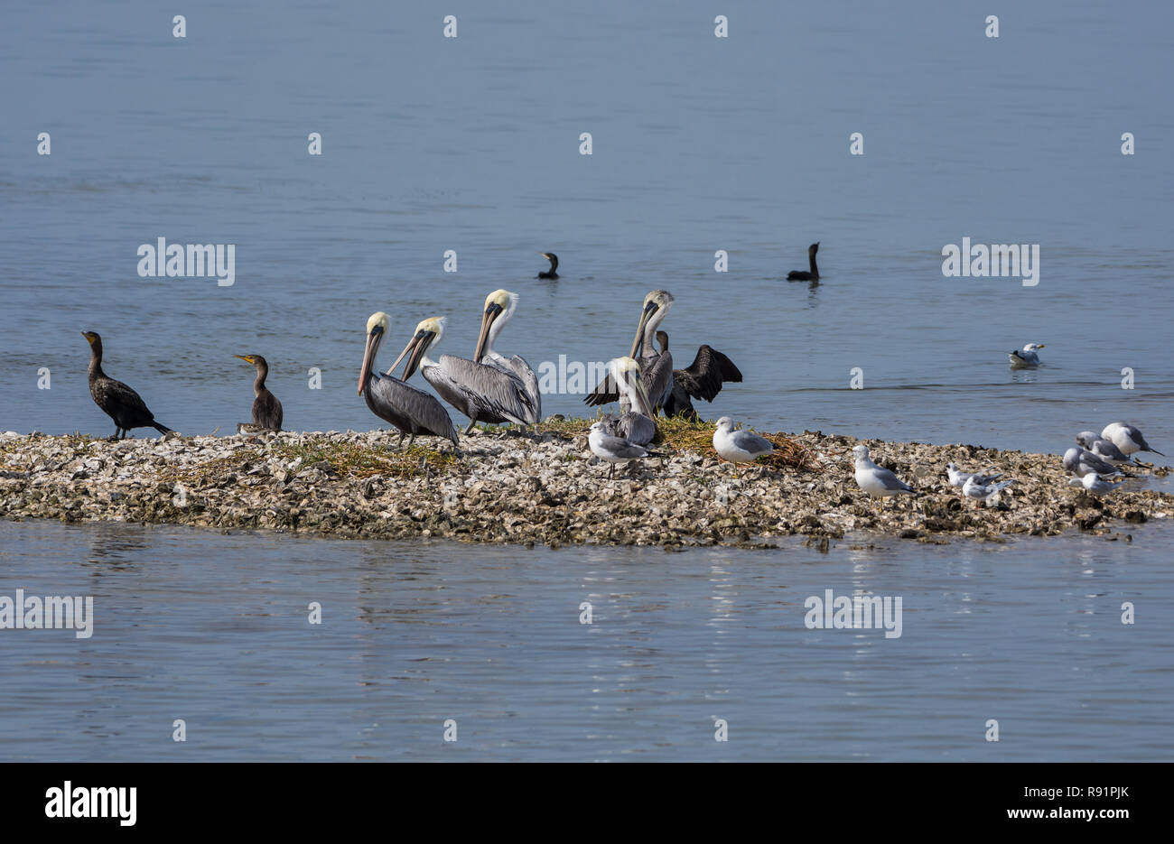 Brown pellicani (Pelecanus occidentalis) e altri uccelli acquatici in appoggio su un oyster reef. Rifugio Naturale Nazionale Aransas, Texas, Stati Uniti d'America. Foto Stock