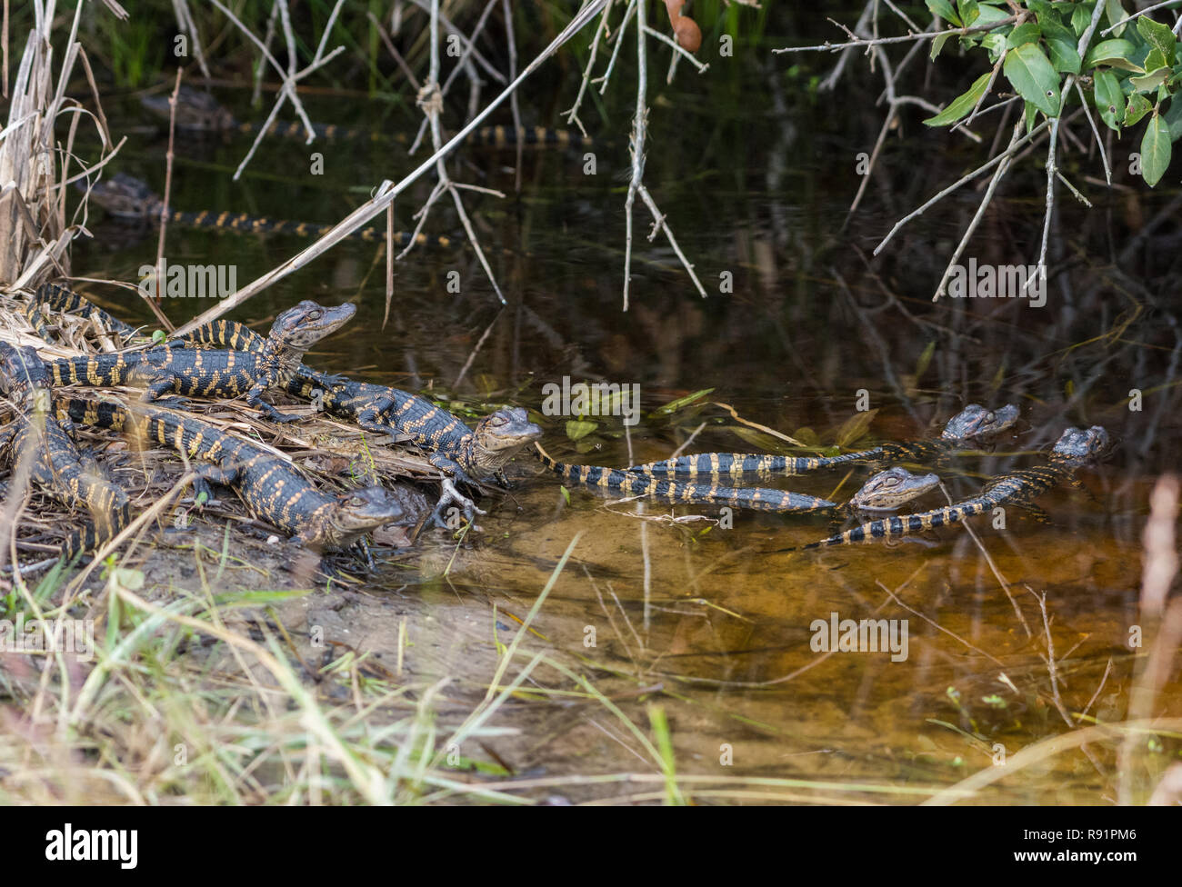 Una frizione baby alligatori (Alligator mississippiensis) in una palude. Rifugio Naturale Nazionale Aransas, Texas, Stati Uniti d'America. Foto Stock