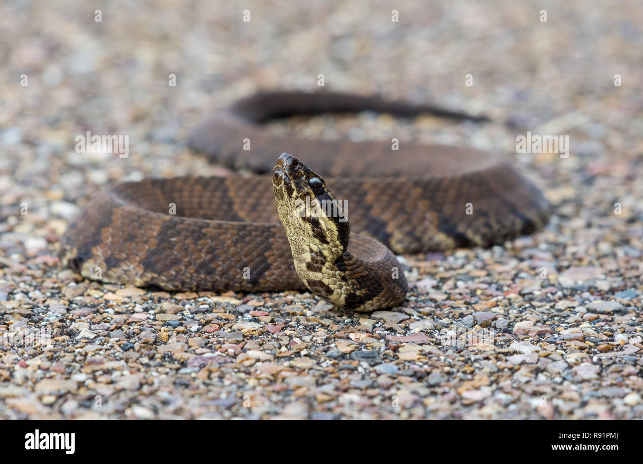 Cottonmouth snake (Agkistrodon piscivorus), una specie di velenose rattlesnakes trovati in se gli Stati Uniti. Rifugio Naturale Nazionale Aransas, Texas, Stati Uniti d'America. Foto Stock