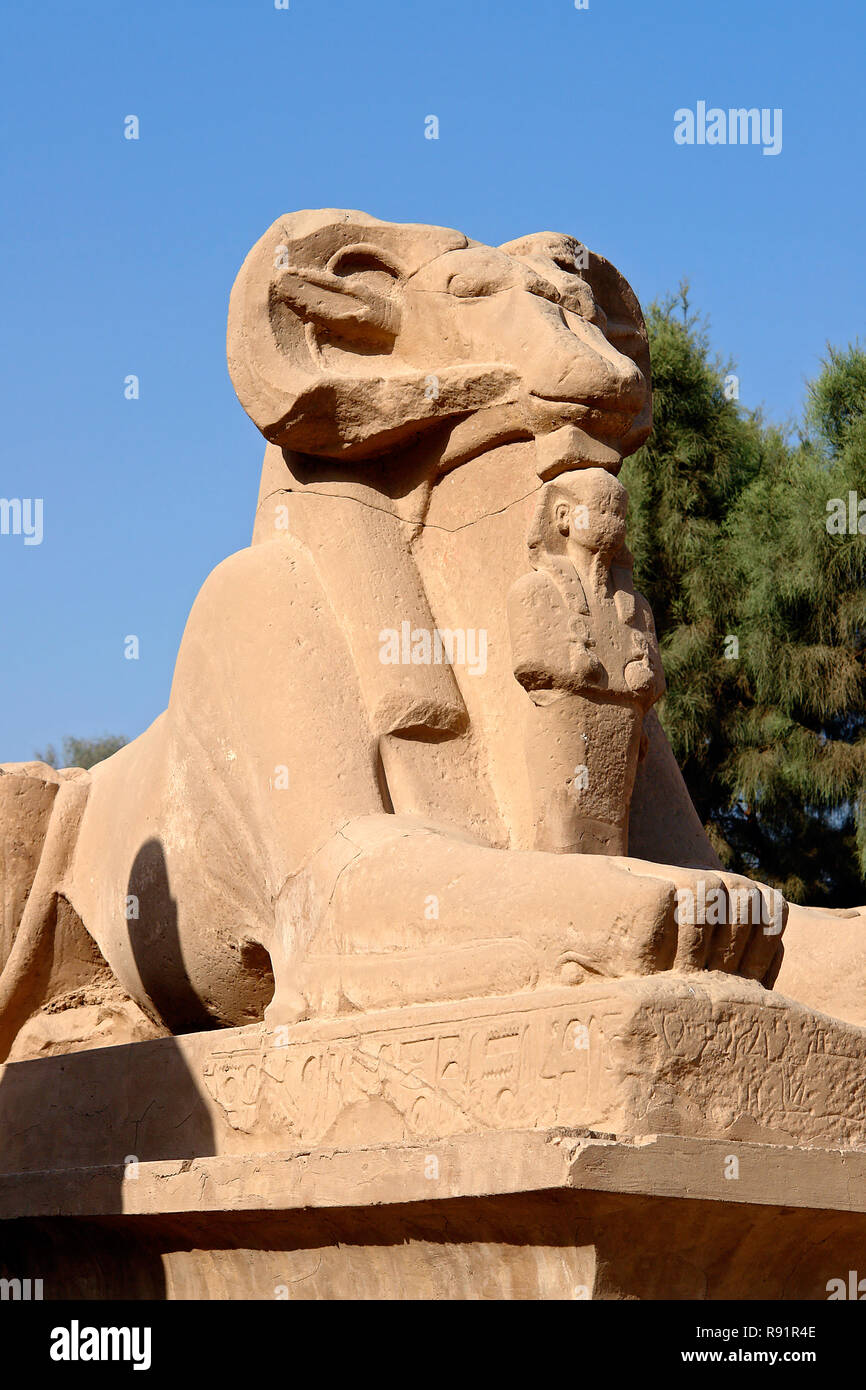 Close-up sulla ram-guidato Sphinx nel Tempio di Karnak - Luxor, Egitto Foto Stock