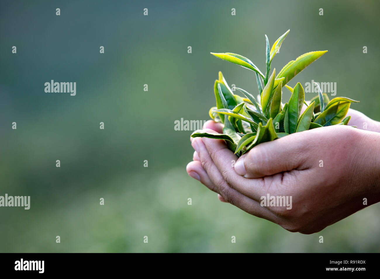 Agricoltura donne Akha prelevare le foglie di tè sull'azienda. Foto Stock