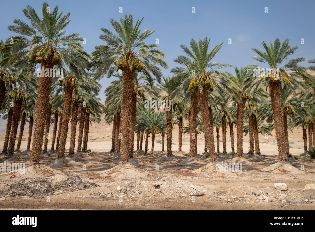Agricoltura nel deserto. Palm tree plantation fotografato nel Mar Morto regione, Israele Foto Stock