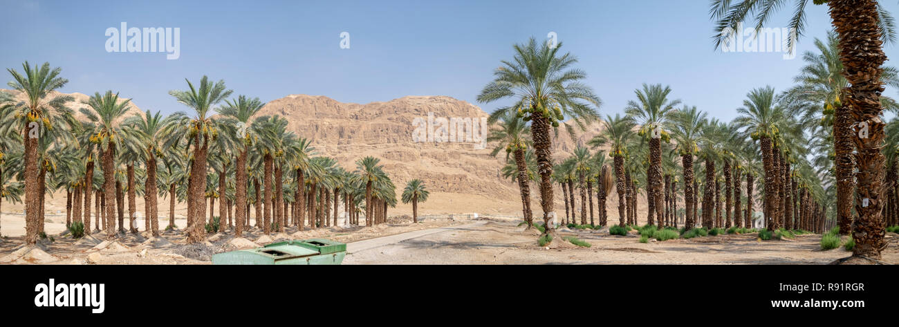 Agricoltura nel deserto. Palm tree plantation fotografato nel Mar Morto regione, Israele Foto Stock