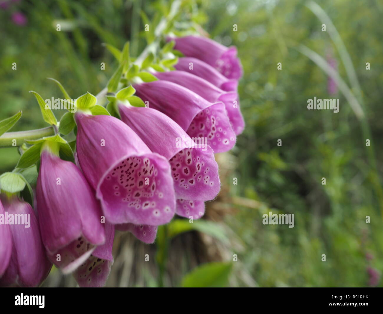 Unico stelo di un viola Foxglove in primavera Foto Stock
