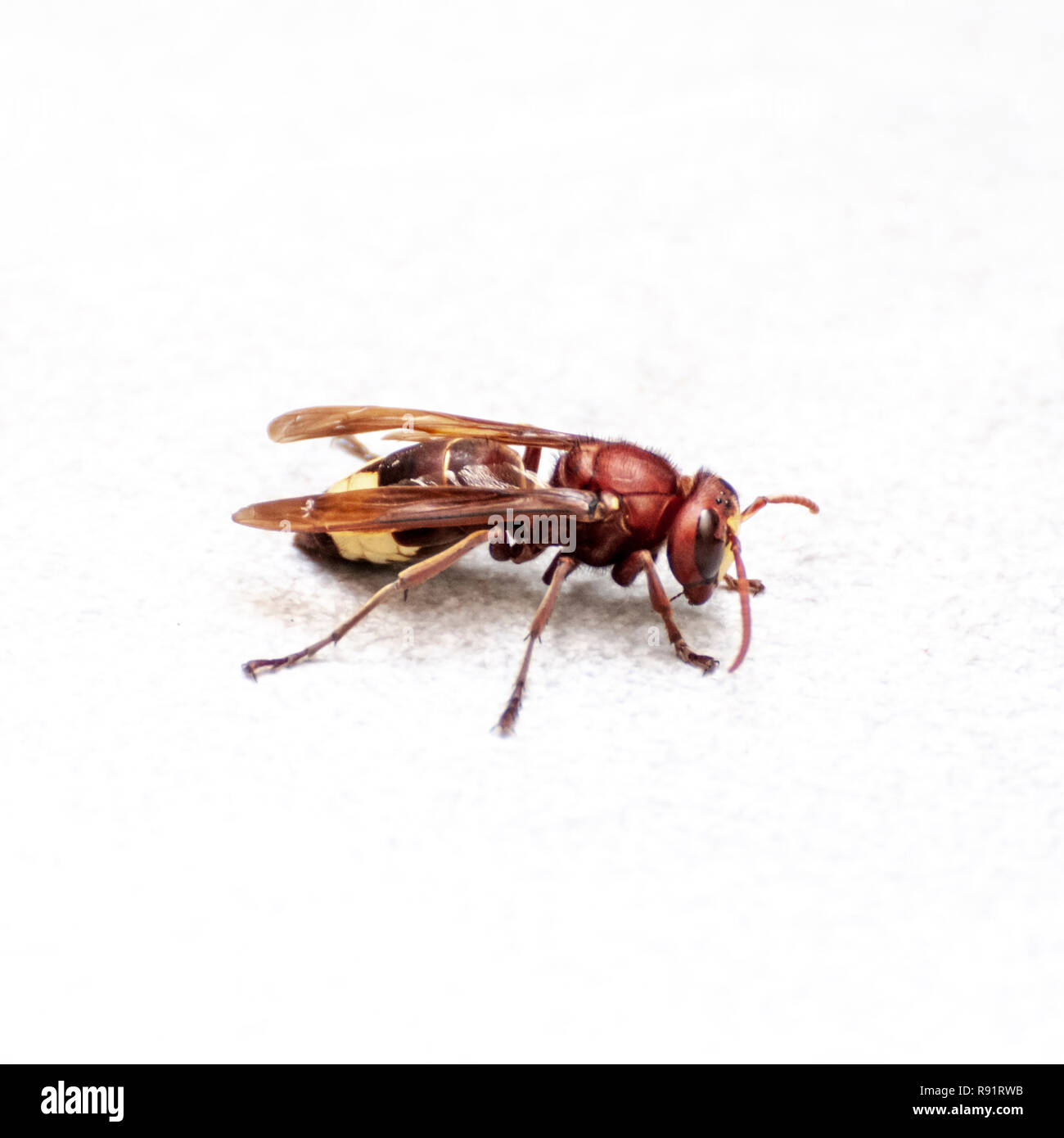 Close up di un Oriental hornet, (Vespa orientalis) su sfondo bianco. Oriental hornet, sociale è un insetto della famiglia Vespidae. L'Oriental horne Foto Stock