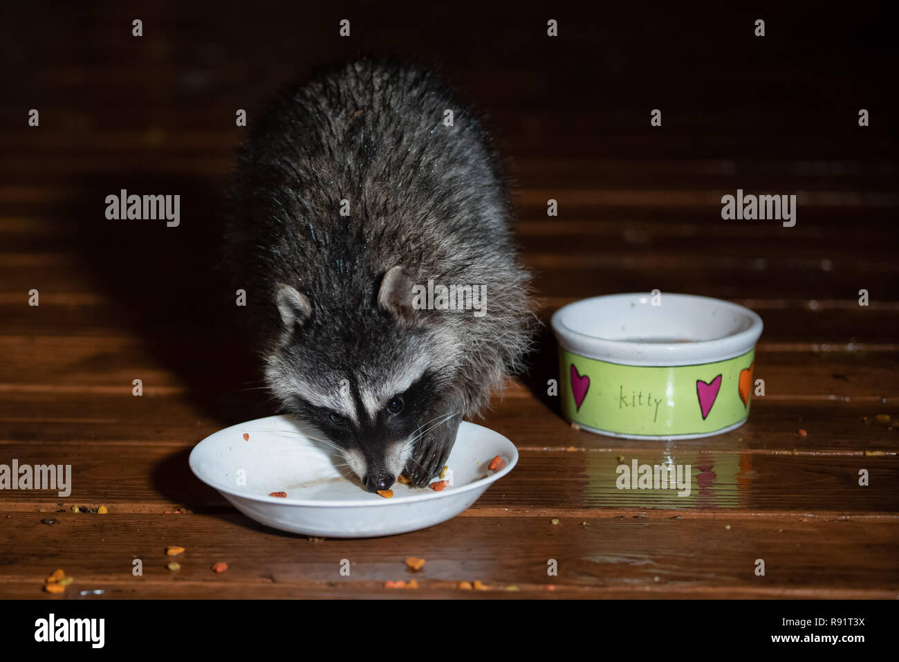 Raccoon sul bagnato coperta a notte a mangiare dalla ciotola cat. Foto Stock