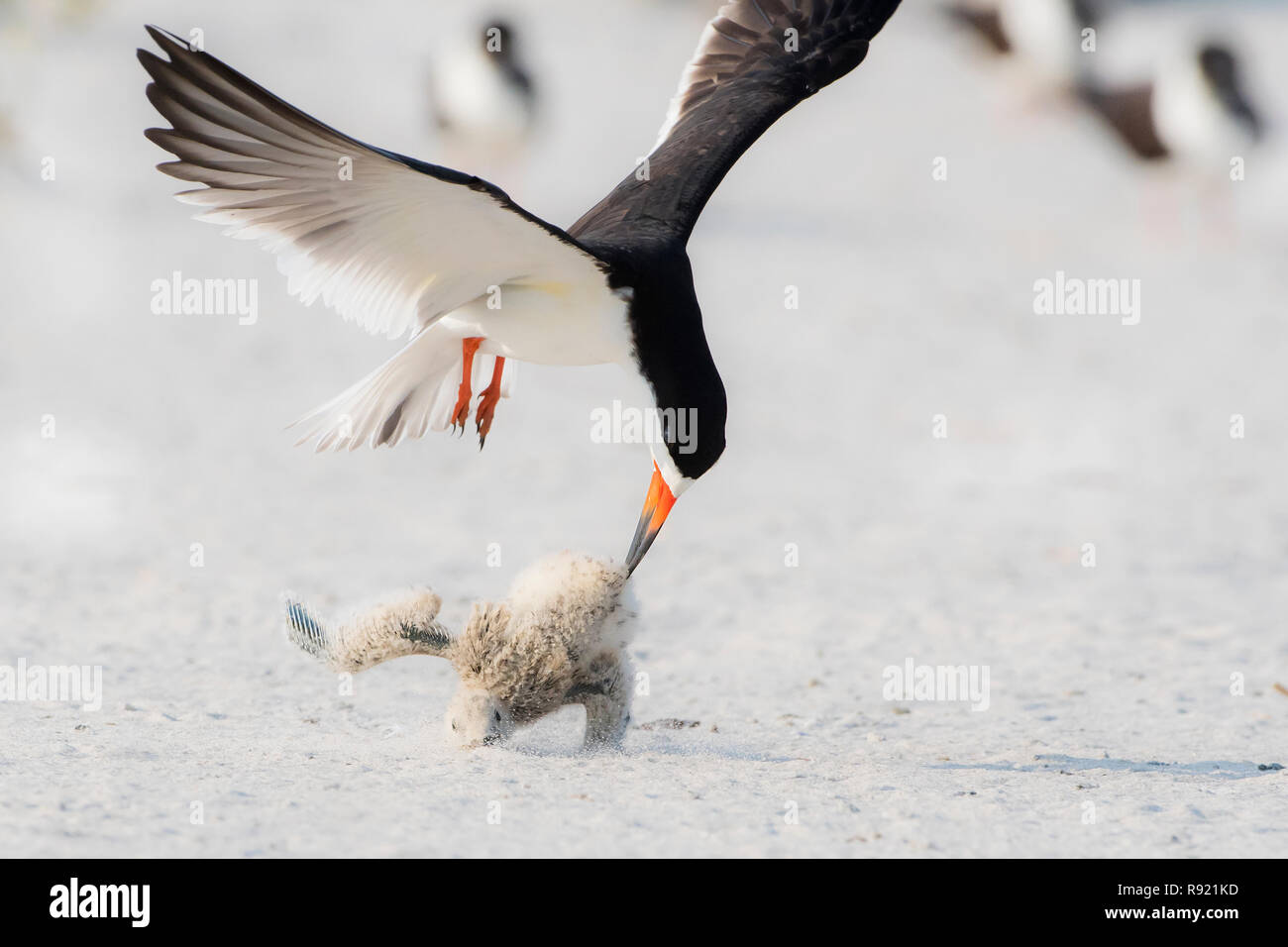 Skimmer nero adulto che uccide la ragazza skimmer nera Foto Stock